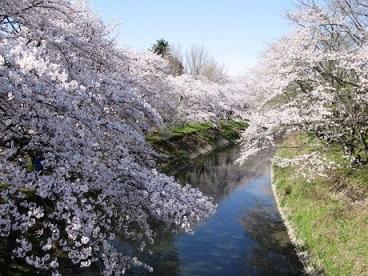 各務原市 桜を愛でる ブログ Fm Gifu エフエム岐阜