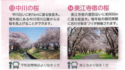 いにしえの桜 岐阜県瑞穂市 荒